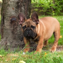 Milk Man, fawn Französische Bulldogge Welpen kaufen