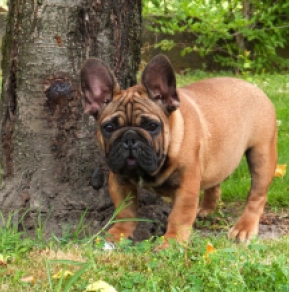 Französische Bulldogge Welpe kaufen