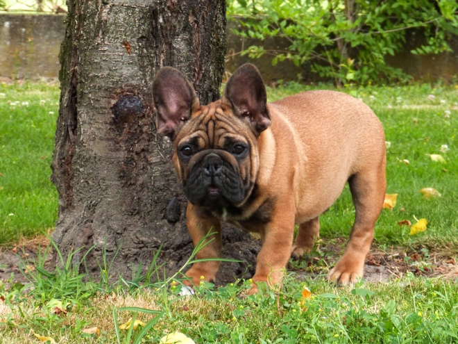 Perros Bulldog Francés en venta