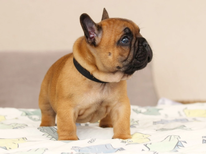 French Bulldog puppy for sale