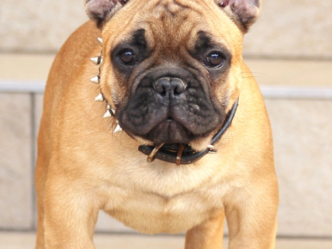 French Bulldog puppy for sale