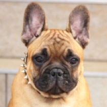Udon, red French Bulldog for sale