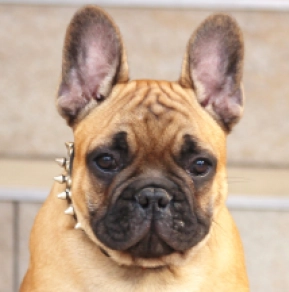 Französische Bulldogge Welpe kaufen
