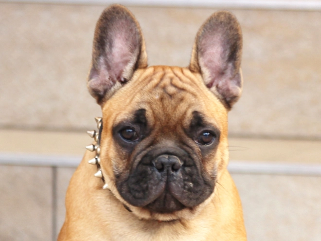 French Bulldog puppy for sale
