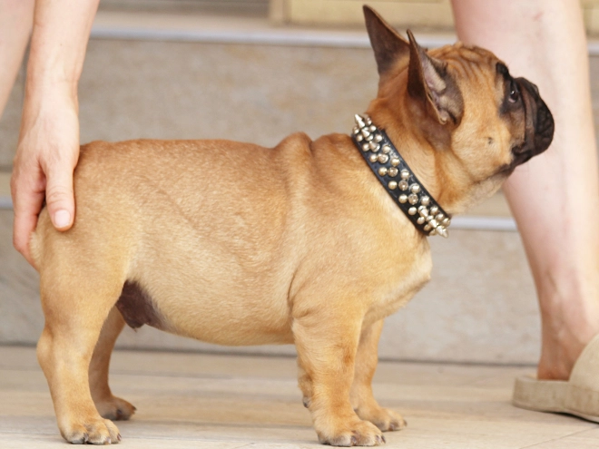French Bulldog puppy for sale