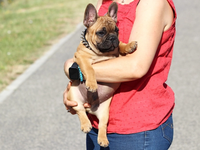 French Bulldog puppy for sale