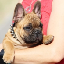 Udon, red French Bulldog for sale