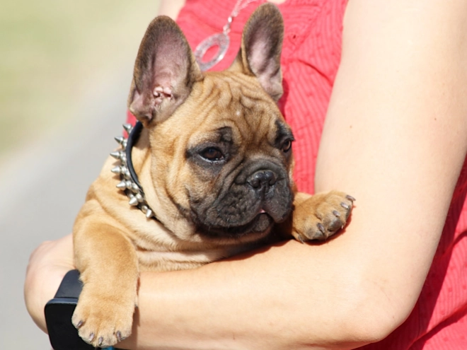 French Bulldog puppy for sale