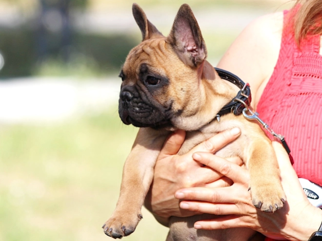 French Bulldog puppy for sale