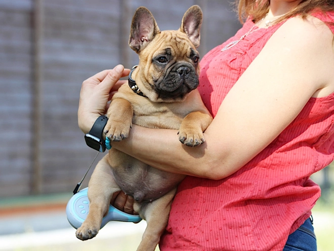 French Bulldog puppy for sale