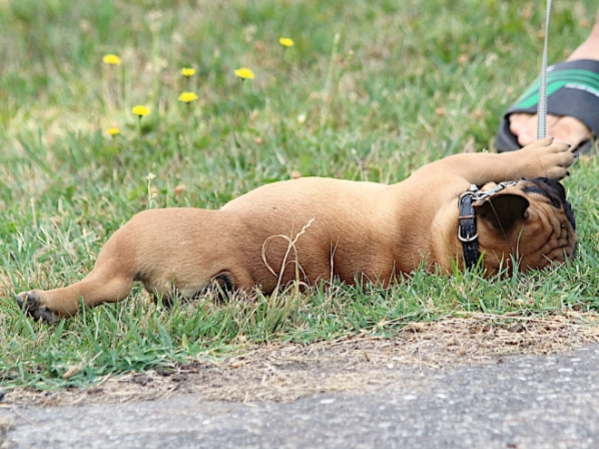 French Bulldog puppy for sale