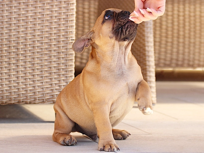 French Bulldog puppy for sale