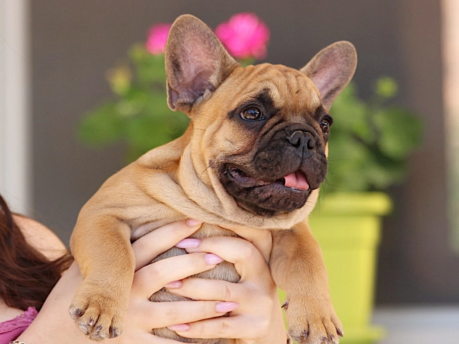 French Bulldog puppy for sale