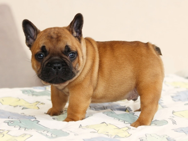 French Bulldog puppy for sale