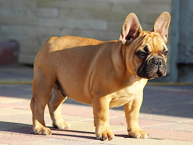 French Bulldog puppy for sale