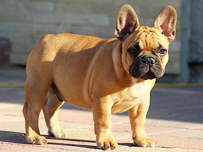 French Bulldog puppy for sale