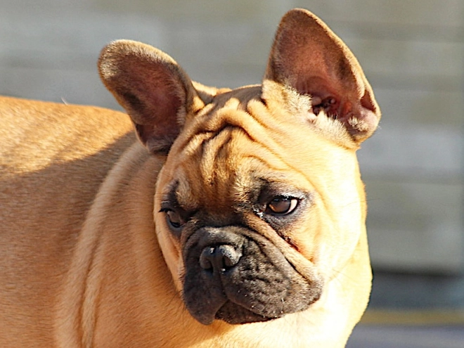 French Bulldog puppy for sale