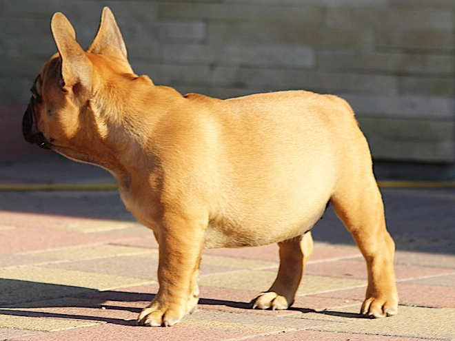 French Bulldog puppy for sale