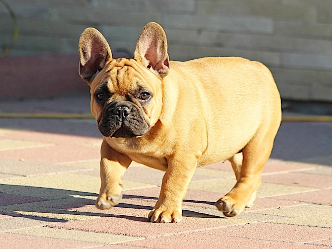 French Bulldog puppy for sale