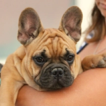 Udon, red Bulldog Francés en venta