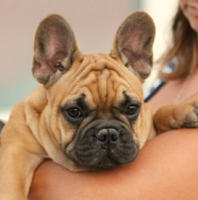 Perros Bulldog Francés en venta