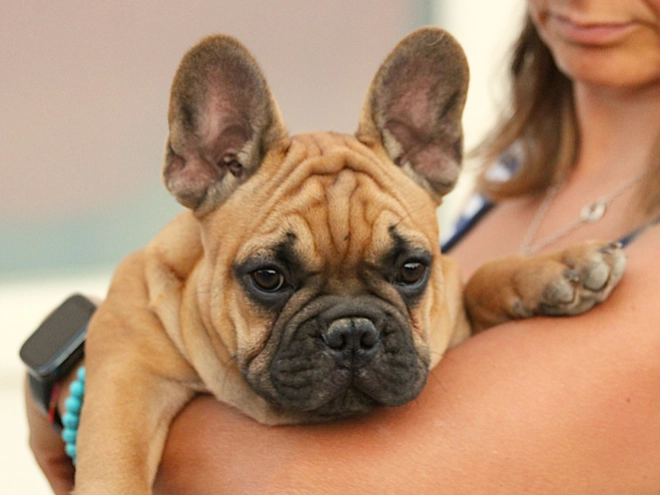 French Bulldog puppy for sale