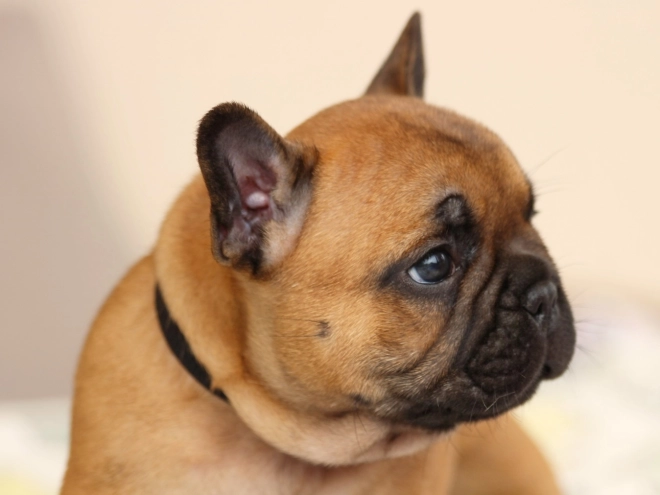 French Bulldog puppy for sale