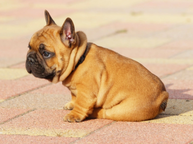 French Bulldog puppy for sale