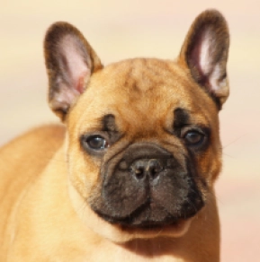French Bulldog puppy for sale