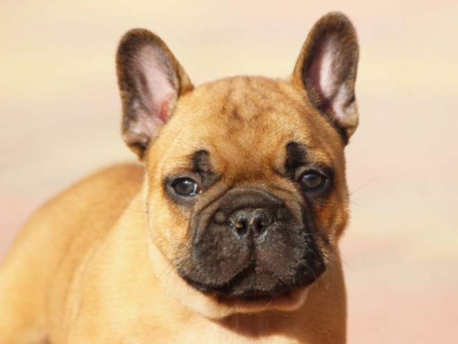 French Bulldog puppy for sale