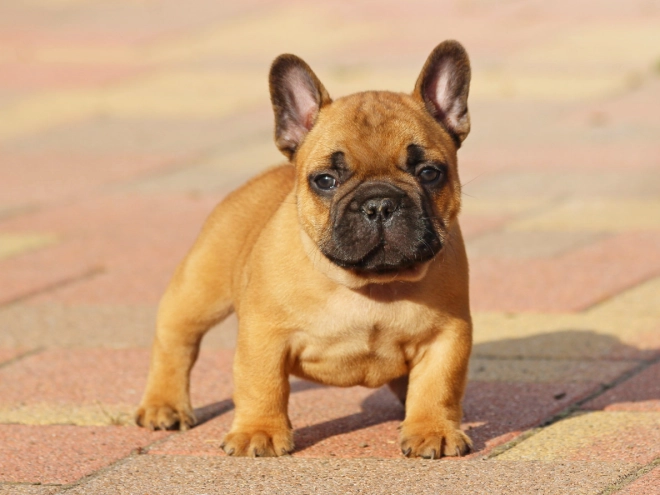 French Bulldog puppy for sale