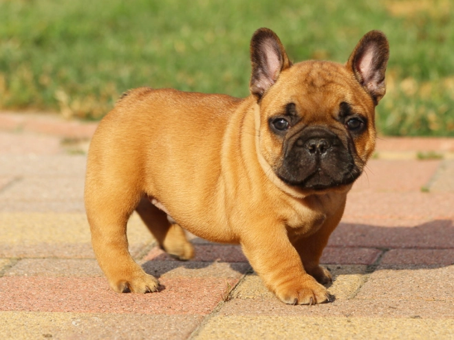 French Bulldog puppy for sale