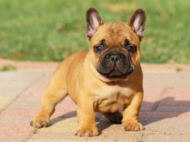 French Bulldog puppy for sale