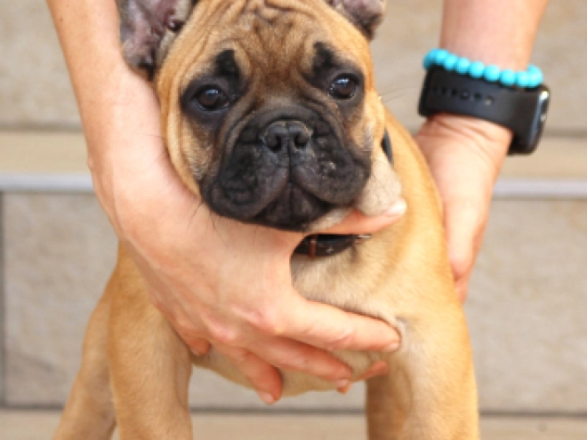 French Bulldog puppy for sale