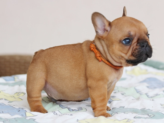French Bulldog puppy for sale
