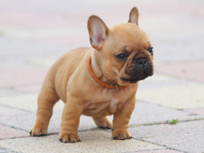 French Bulldog puppy for sale