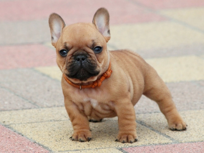 French Bulldog puppy for sale