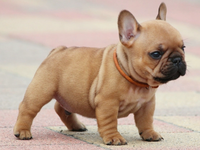 French Bulldog puppy for sale