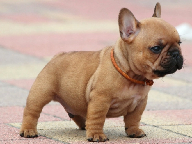 French Bulldog puppy for sale