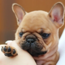 Ufo, red French Bulldog for sale