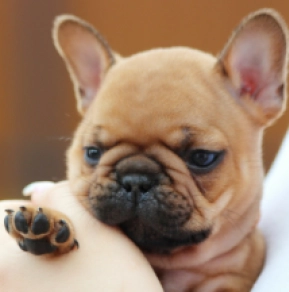 French Bulldog puppy for sale