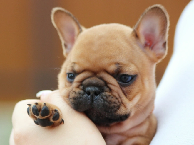 French Bulldog puppy for sale