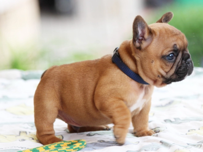 French Bulldog puppy for sale