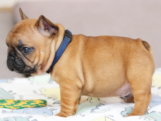 French Bulldog puppy for sale