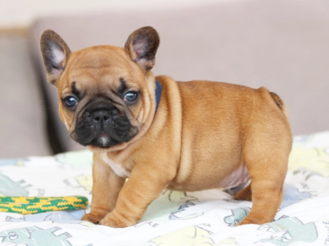 French Bulldog puppy for sale