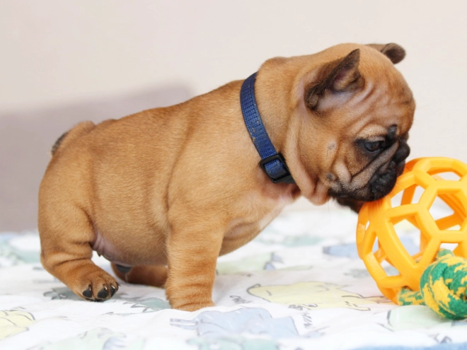 French Bulldog puppy for sale