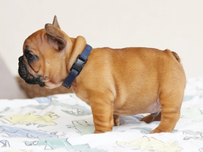 French Bulldog puppy for sale