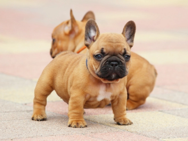 French Bulldog puppy for sale
