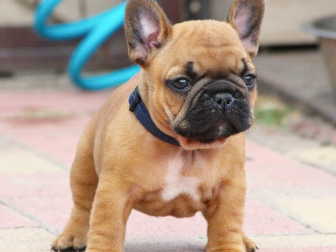 French Bulldog puppy for sale
