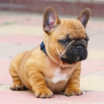 Usagi, red French Bulldog for sale